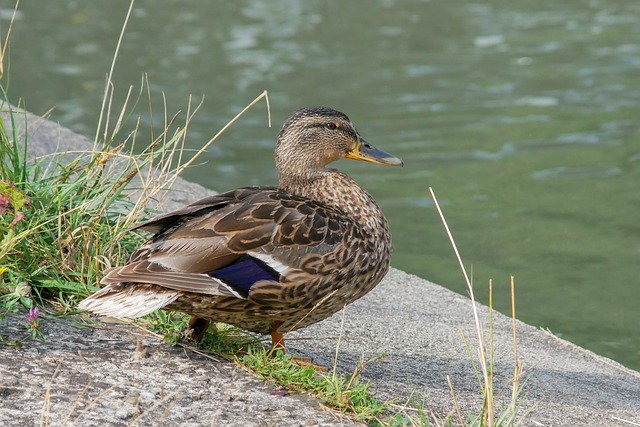 Hjælpemidler og apps: Moderne værktøjer til krydsordsløsning